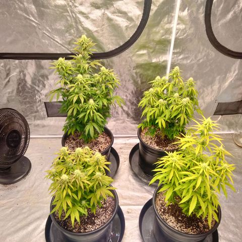 Lemon diesel growlog timeline photo