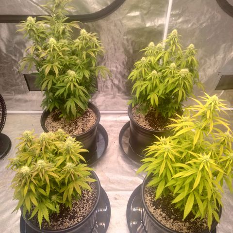 Lemon diesel growlog timeline photo