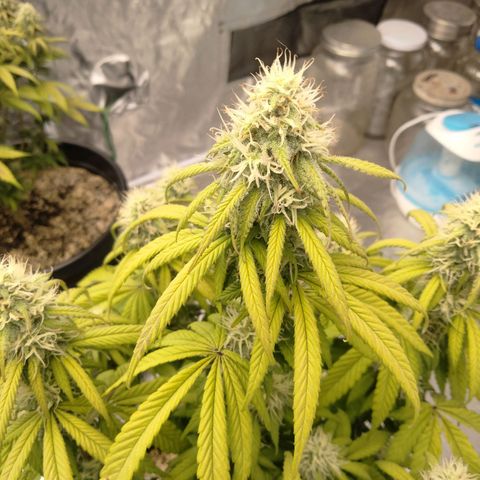 Lemon diesel growlog timeline photo