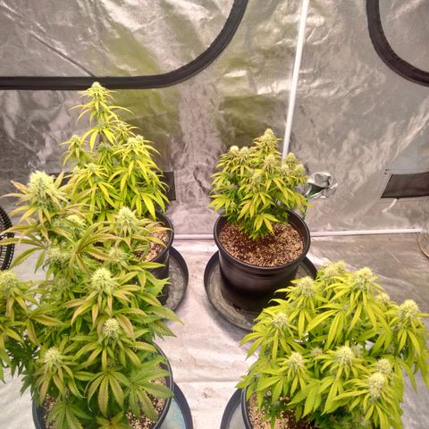 Lemon diesel growlog timeline photo