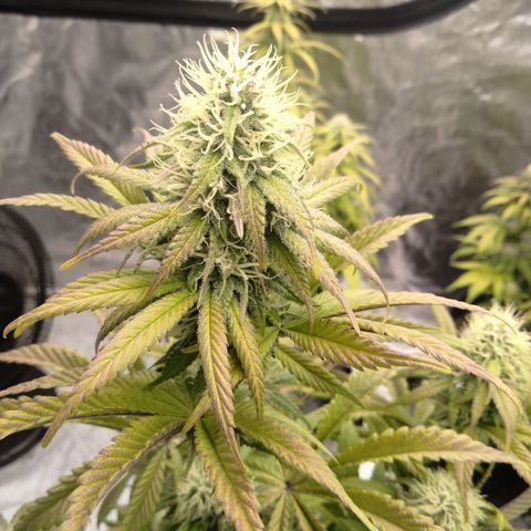 Lemon diesel growlog timeline photo