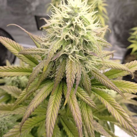 Lemon diesel growlog timeline photo