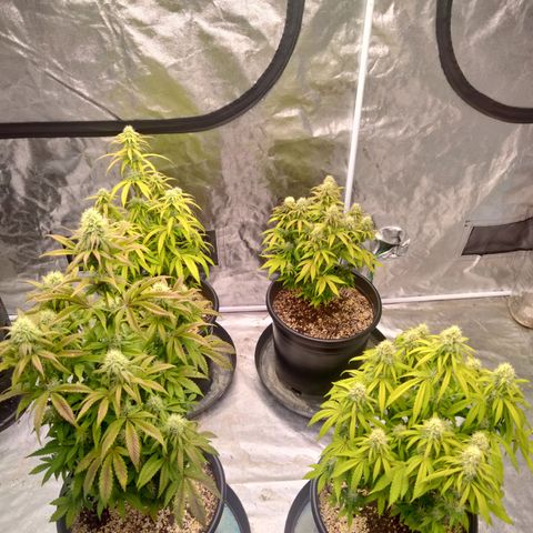 Lemon diesel growlog timeline photo