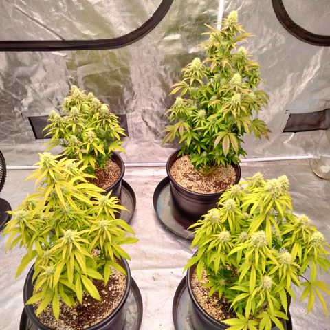 Lemon diesel growlog timeline photo