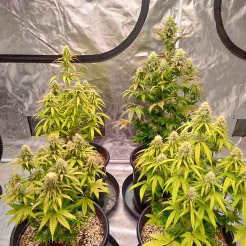 Lemon diesel growlog timeline photo