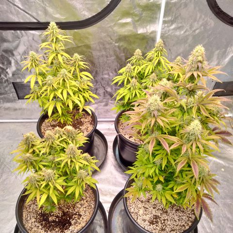 Lemon diesel growlog timeline photo