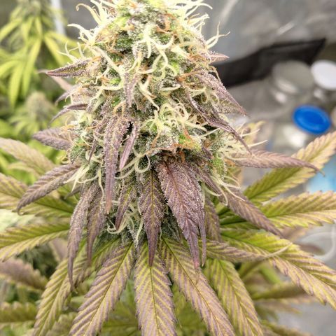 Lemon diesel growlog timeline photo