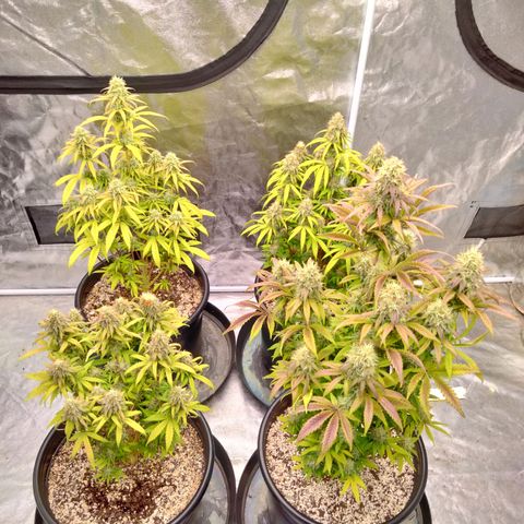Lemon diesel growlog timeline photo
