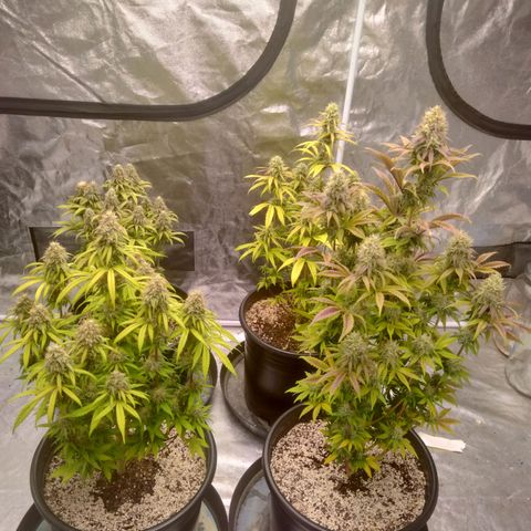 Lemon diesel growlog timeline photo