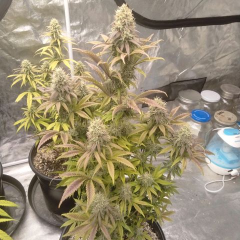 Lemon diesel growlog timeline photo