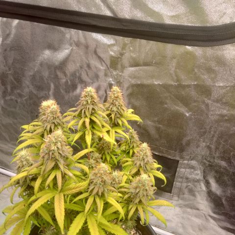 Lemon diesel growlog timeline photo