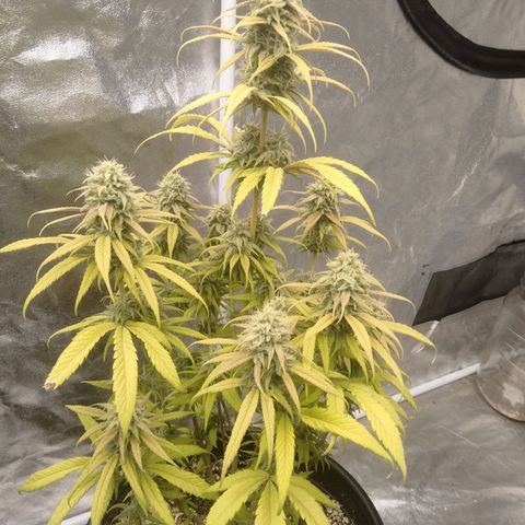 Lemon diesel growlog timeline photo