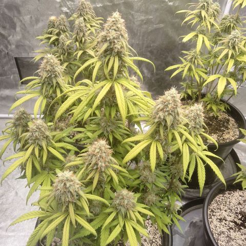 Lemon diesel growlog timeline photo