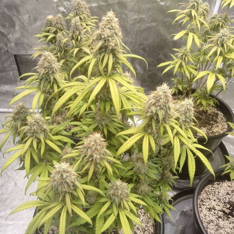 Lemon diesel growlog timeline photo