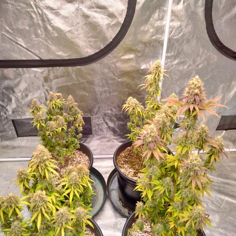 Lemon diesel growlog timeline photo