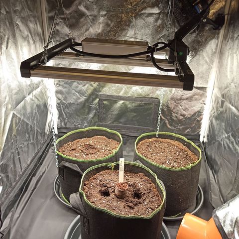 Zkittlez OG Auto  growlog timeline photo