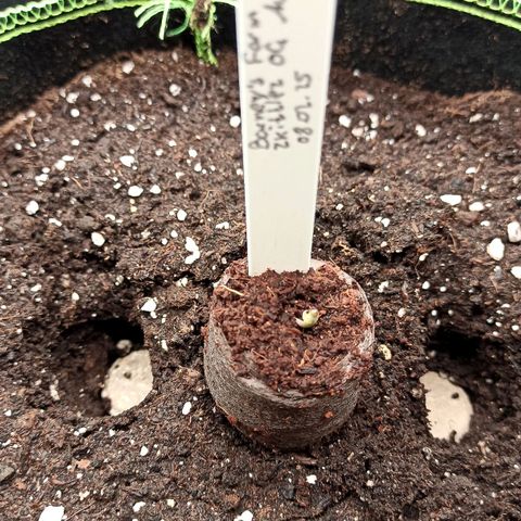 Zkittlez OG Auto  growlog timeline photo