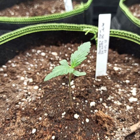Zkittlez OG Auto  growlog timeline photo