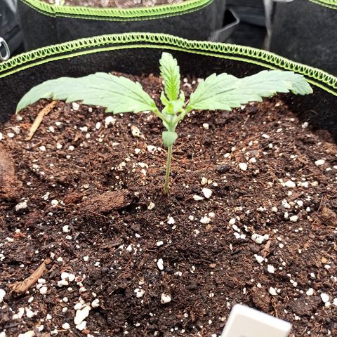 Zkittlez OG Auto  growlog timeline photo