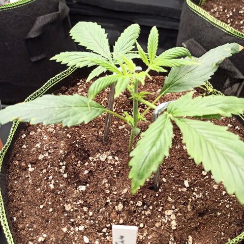 Zkittlez OG Auto  growlog timeline photo