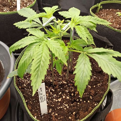 Zkittlez OG Auto  growlog timeline photo