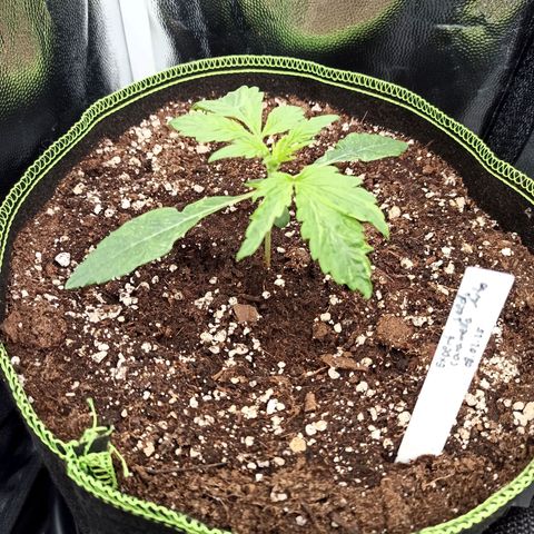 Caramella Auto growlog timeline photo