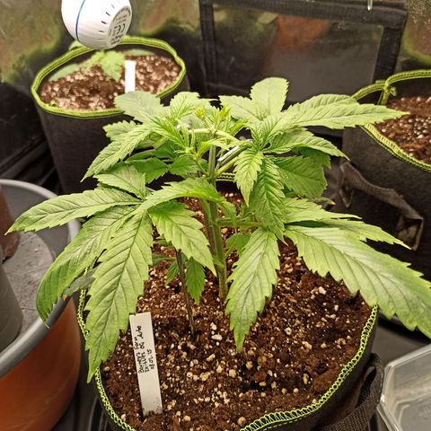 Zkittlez OG Auto  growlog timeline photo