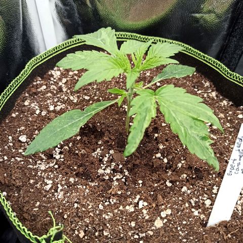 Caramella Auto growlog timeline photo