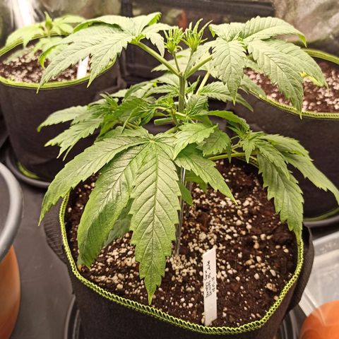 Zkittlez OG Auto  growlog timeline photo