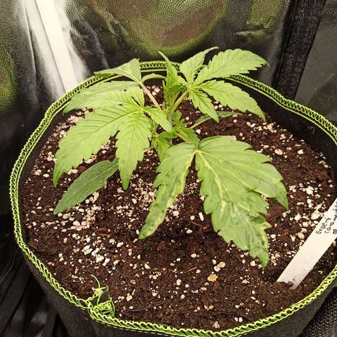 Caramella Auto growlog timeline photo