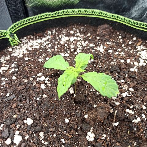 CBDV Auto growlog timeline photo