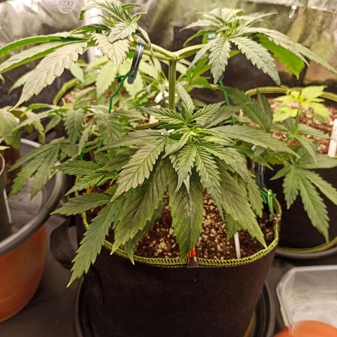 Zkittlez OG Auto  growlog timeline photo