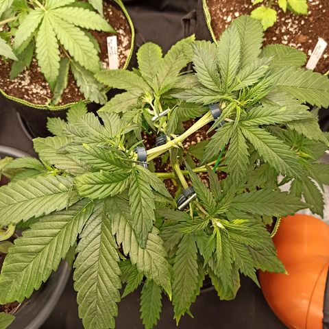 Zkittlez OG Auto  growlog timeline photo