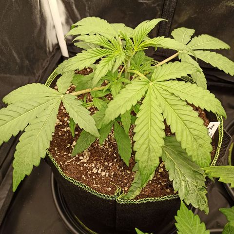 Caramella Auto growlog timeline photo