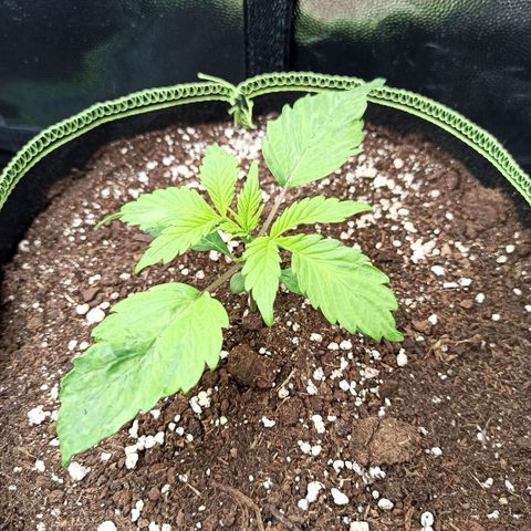 CBDV Auto growlog timeline photo