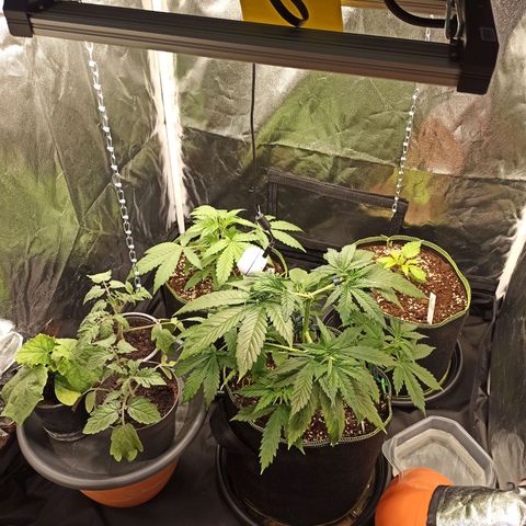CBDV Auto growlog timeline photo