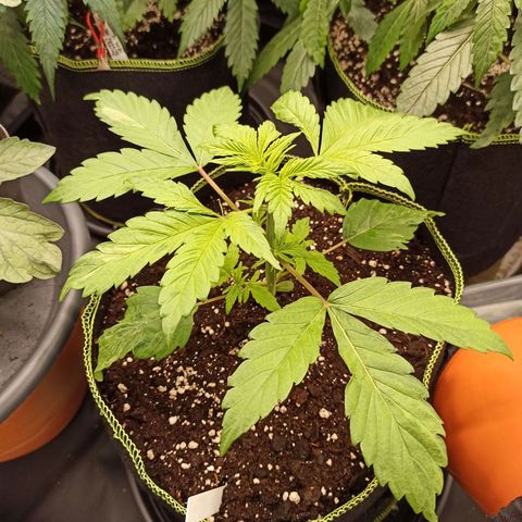 CBDV Auto growlog timeline photo