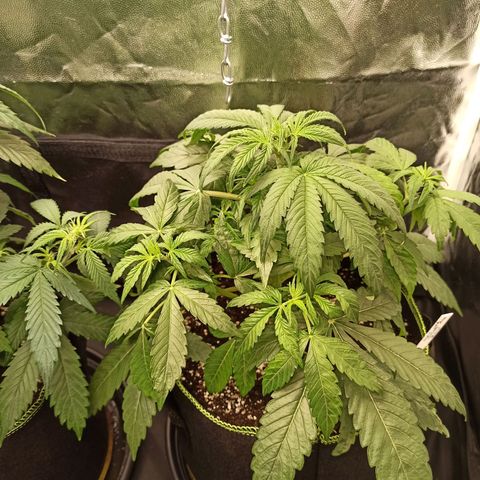 Caramella Auto growlog timeline photo