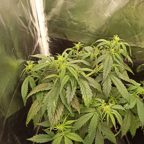 Zkittlez OG Auto  growlog timeline photo