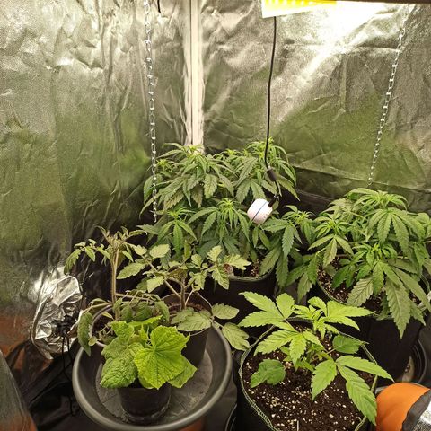 CBDV Auto growlog timeline photo