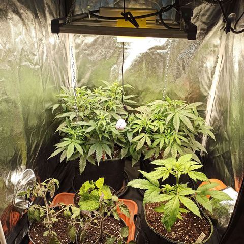 CBDV Auto growlog timeline photo