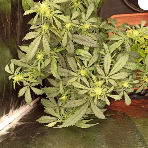 Zkittlez OG Auto  growlog timeline photo