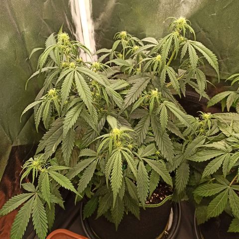 Zkittlez OG Auto  growlog timeline photo