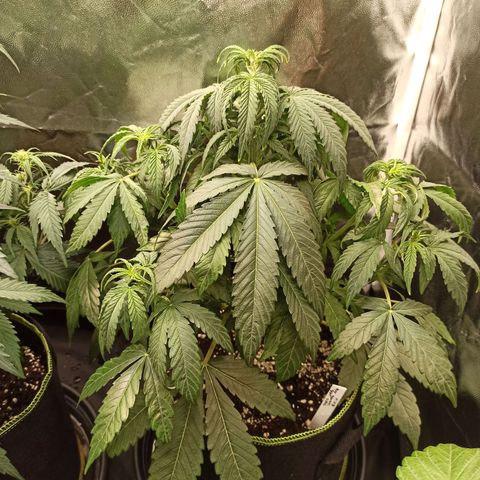Caramella Auto growlog timeline photo