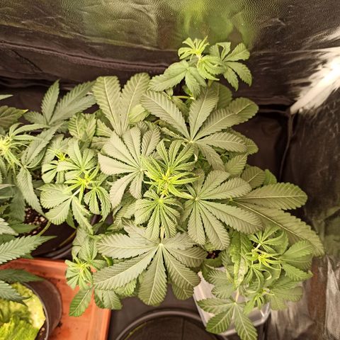 Caramella Auto growlog timeline photo