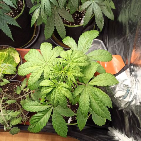 CBDV Auto growlog timeline photo
