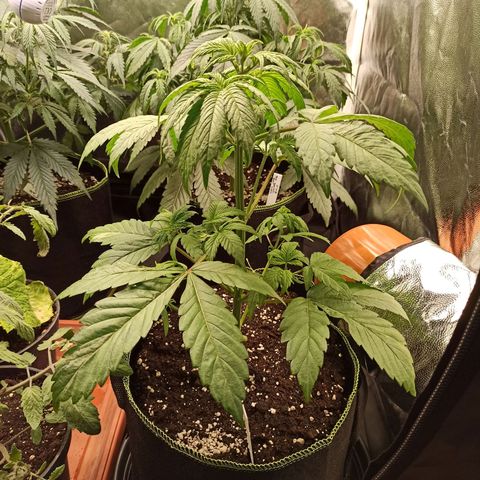 CBDV Auto growlog timeline photo