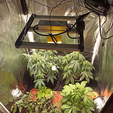 CBDV Auto growlog timeline photo