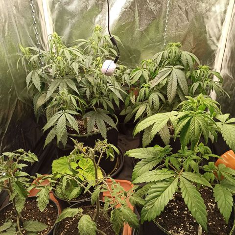 CBDV Auto growlog timeline photo