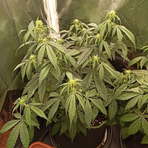 Zkittlez OG Auto  growlog timeline photo